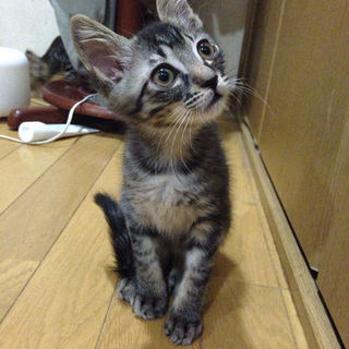 【正式譲渡決定】やんちゃな甘えん坊クンです！