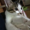 生後3ヶ月の子猫ちゃんです！