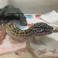 キャンディちゃん