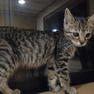 【正式譲渡決定】とっても可愛いお顔の男の子です。