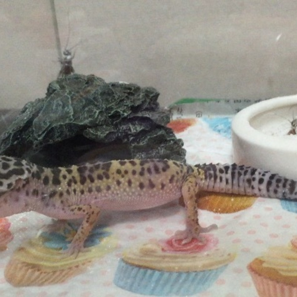 キャンディちゃんのカバー写真