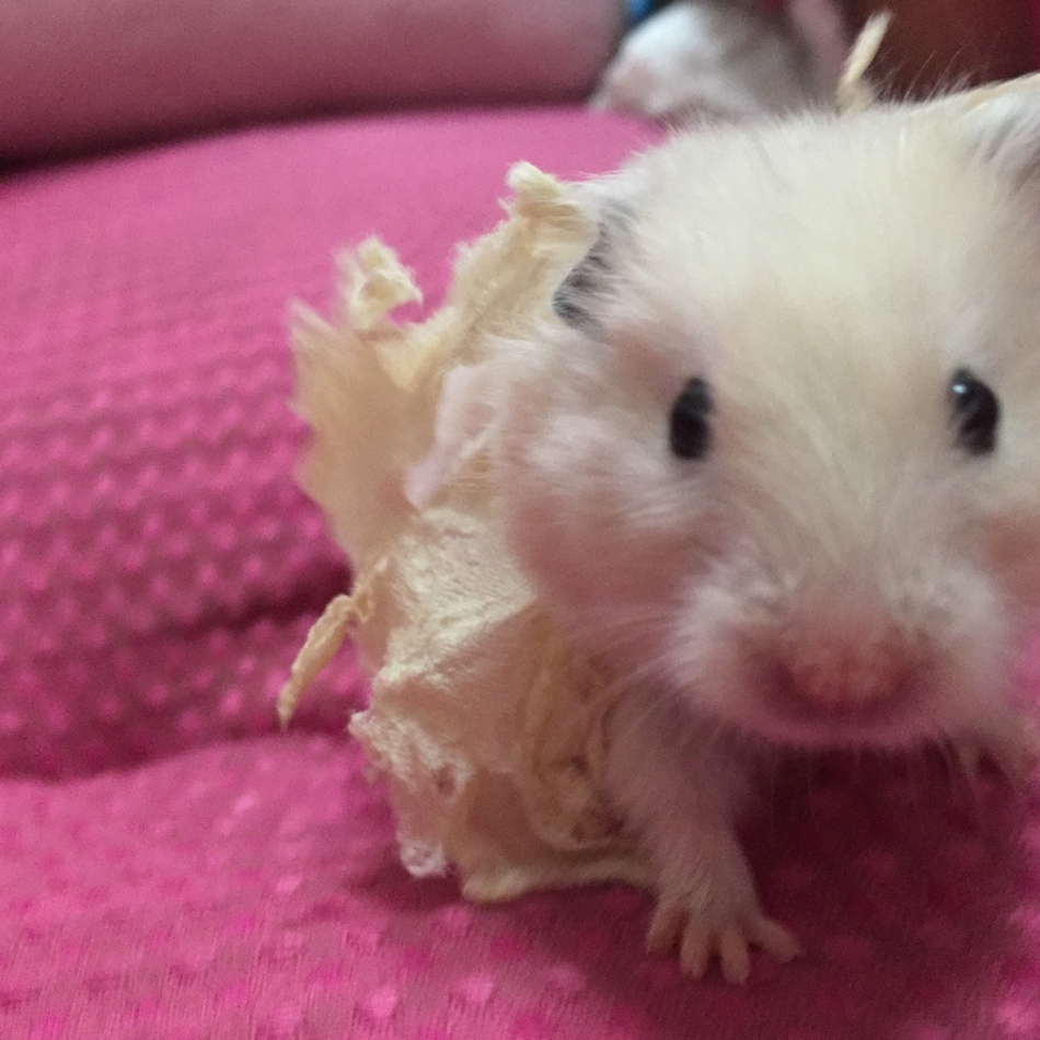 りぼんちゃんのカバー写真