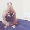 小動物大好き