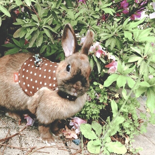 小動物大好きのカバー写真