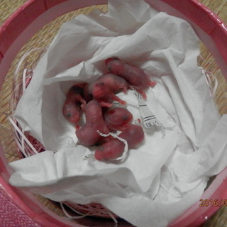 ハムスター　ブルーサファイア　ノーマル　里親募集