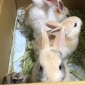 うさぎの赤ちゃんの里親になってくれる方を募集します