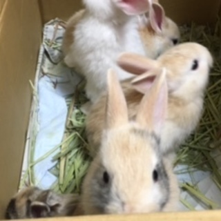 うさぎの赤ちゃんの里親になってくれる方を募集します