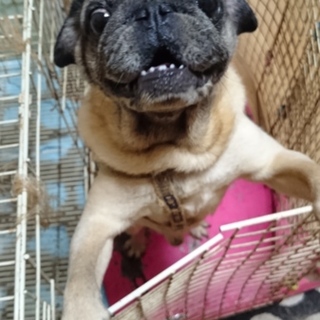 パグちゃん第２の犬生スタート！御応募多数感謝します