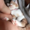ぐっすり
