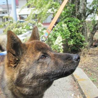 【トライアル決定】のんびり屋さんのちゃちゃ