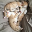 5月21日生まれ 子猫