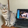 ノートパソコンと並んで、この大きさです。 パソコンの壁紙は昨年保護した子猫達です( ´ ω ` )