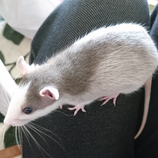 ファンシーラット 里親募集