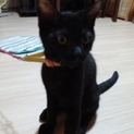 生後５ヶ月ほどのオスの黒猫ちゃんです！