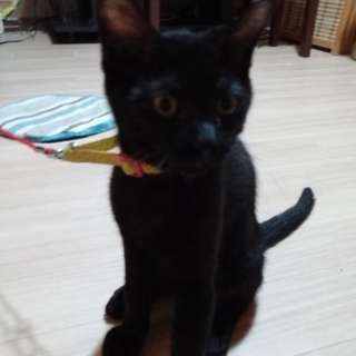 生後５ヶ月ほどのオスの黒猫ちゃんです！
