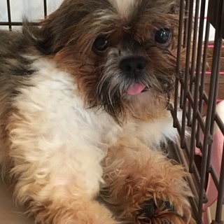 急募‼︎シーズー♂