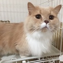 マンチカン 短足 長毛 里親様決定いたしました。