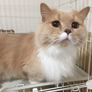 マンチカン 短足 長毛 里親様決定いたしました。