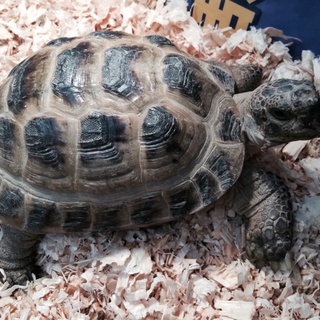 リクガメの里親募集