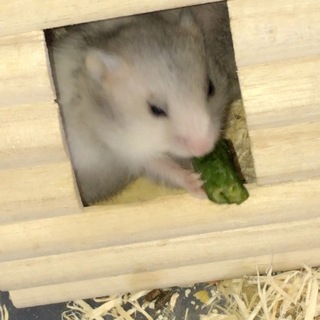 ゴルハム男の子1匹もらってください！長毛種かも