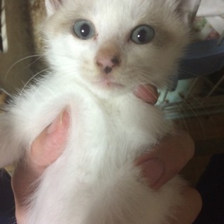 シャム風白猫とサバトラ兄弟