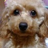 子犬時