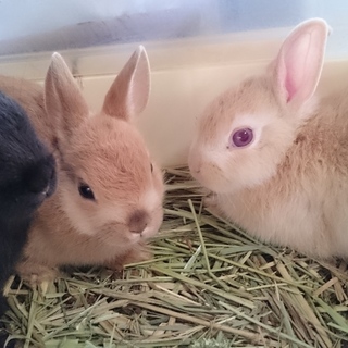 ネザーランドドワーフ子うさぎ里親募集