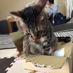 「ストレス溜まってるのですか⁉︎」サムネイル1