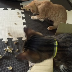 「ストレス溜まってるのですか⁉︎」サムネイル2