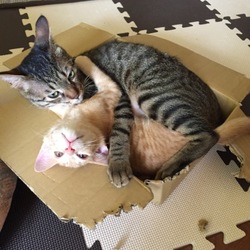 「ストレス溜まってるのですか⁉︎」サムネイル3