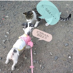 「猿みたな子ですがｗ」サムネイル2