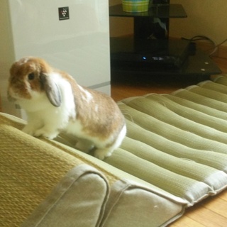 ホーランドロップ  里親さん募集