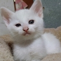 こねこの里親募集【ありがとうございました】