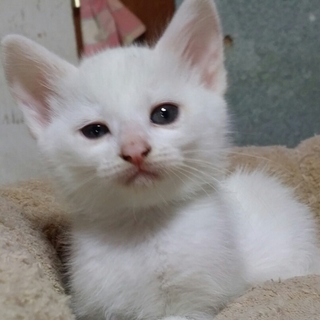 こねこの里親募集【ありがとうございました】