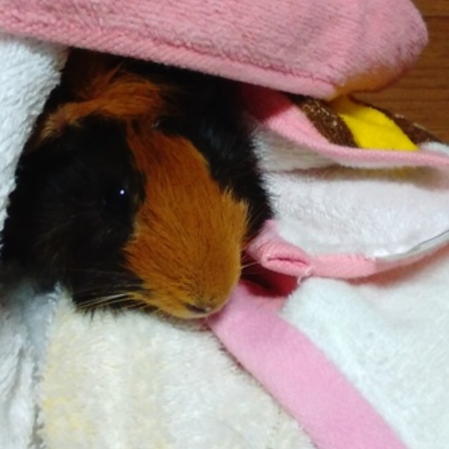 miruku 0601のカバー写真