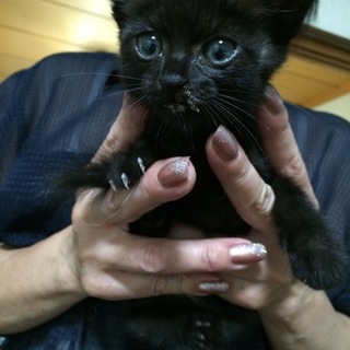 里親様決定しました。ありがとうございました。