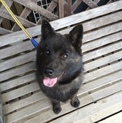 生後5ヶ月の甲斐犬「いな吾」くん！