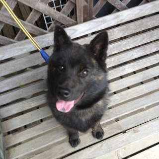 生後5ヶ月の甲斐犬「いな吾」くん！