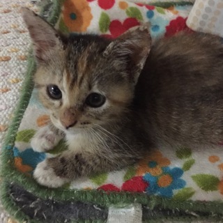 素敵な里親さまに迎えていただきました。