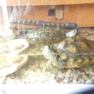 緊急！！ミドリガメ　２ひき　里親募集！！