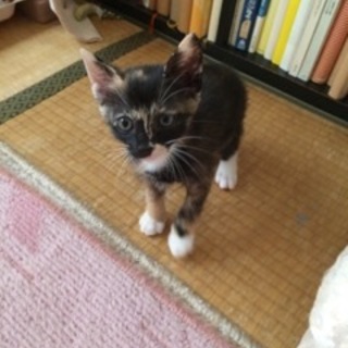 はるちゃん2か月。医療・しつけ済み