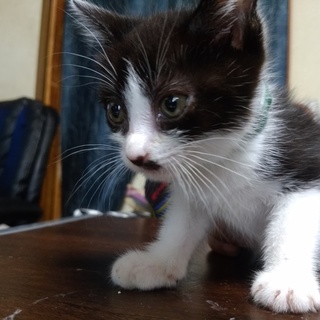 ７匹の子猫を保護しました。　里親をお願いしま～す。