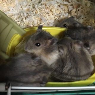 ブルーサファイアのハムスター