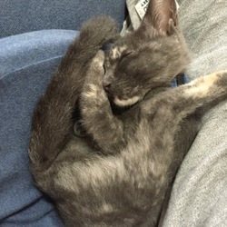 ヘトヘトで丸く寝ています