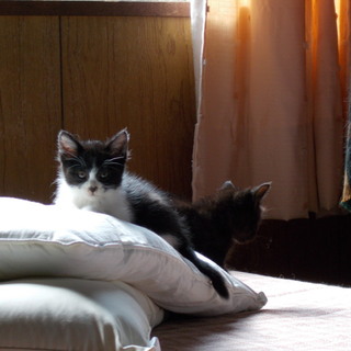 長毛の白黒八割れの子猫です