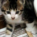 可愛い子猫ちゃん☆☆