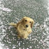 雨あられ