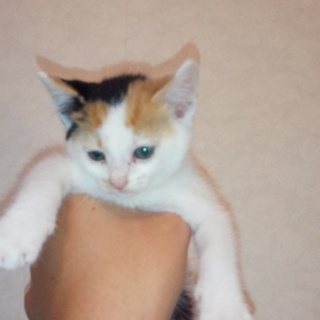 みたらしだんごみたいな仔猫の里親募集
