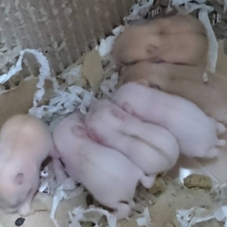 ジャンガリアンの里親募集