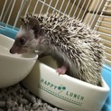 里親決定しました！ありがとうございました